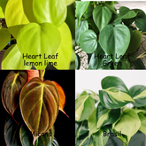 Philodendron Heart leaf Green + Heart leaf Lemon Lime + Micans + Brasil, With 5.5 inches White Decor Pot